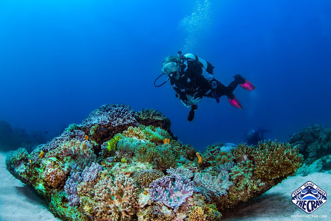 Diving The Crab