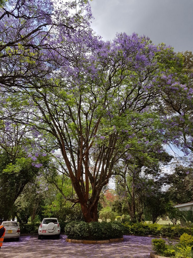 Karen Blixen Museum