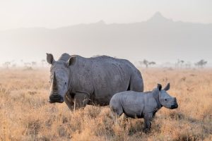 Ol Pejeta Conservancy