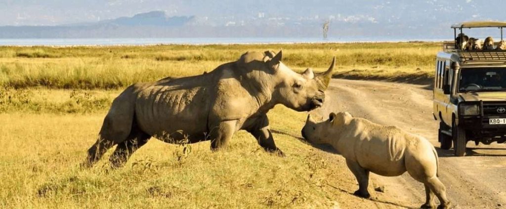 Safari Tour; Nairobi National Park