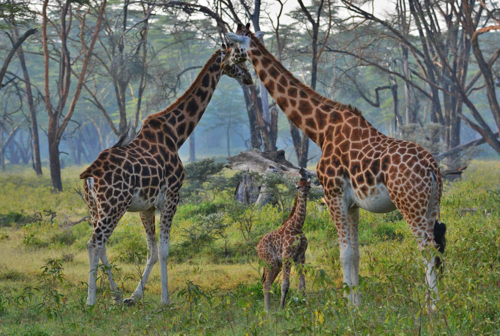 LAKE NAKURU NATIONAL PARK