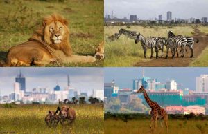 Safari Tour; Nairobi National Park