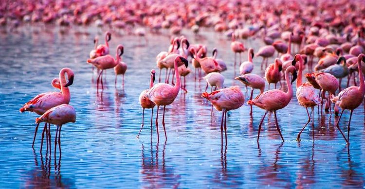 LAKE NAKURU NATIONAL PARK