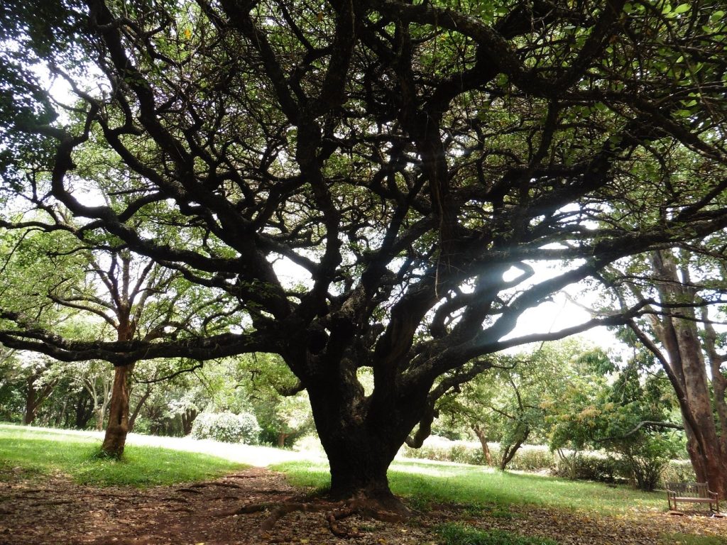 Nairobi Arboretum