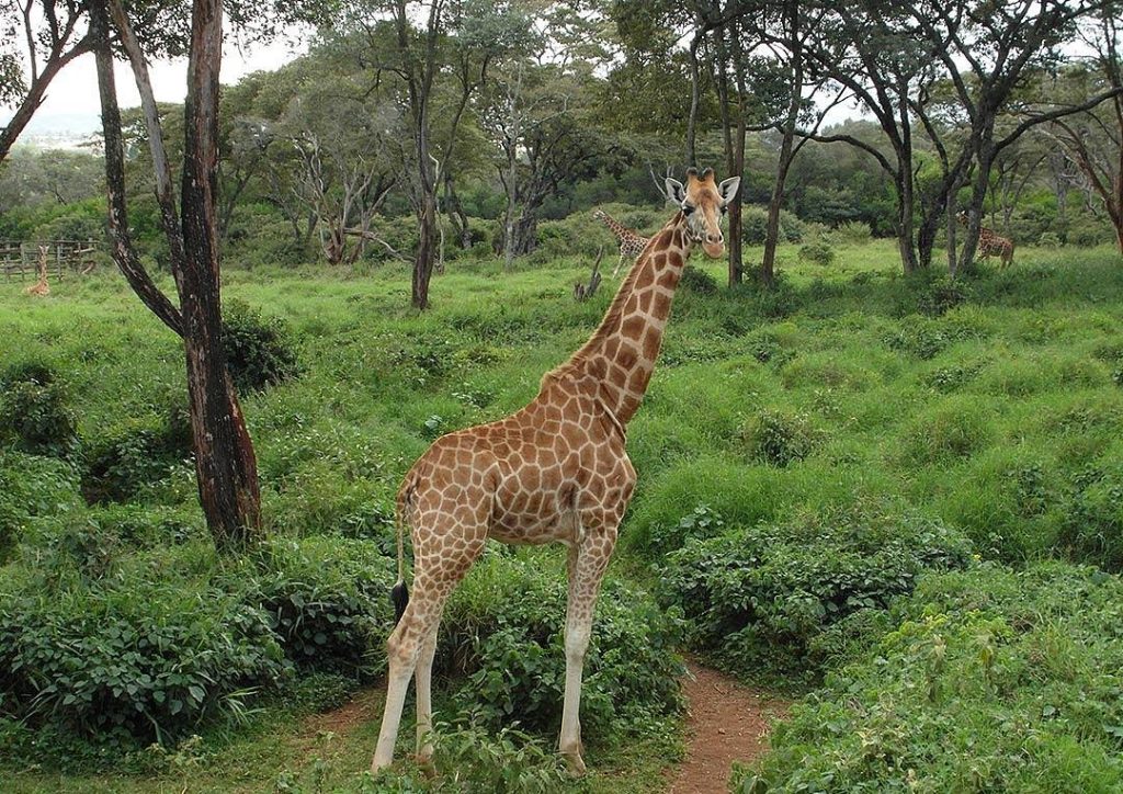 Giraffe Centre