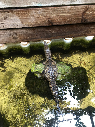 Watamu Snake Farm