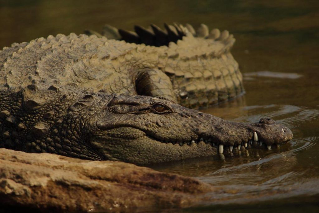 BoraBora Wildlife Park and Luxury Tented Safari Camp Diani