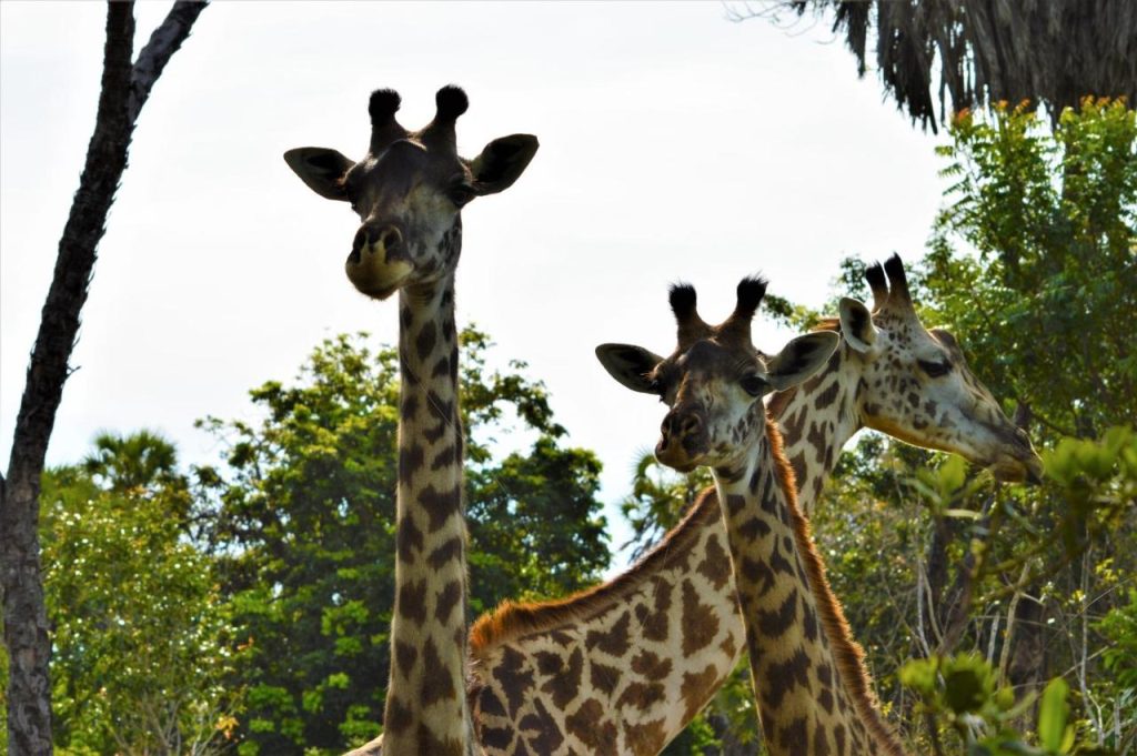 BoraBora Wildlife Park and Luxury Tented Safari Camp Diani