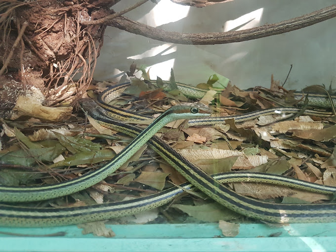 Watamu Snake Farm