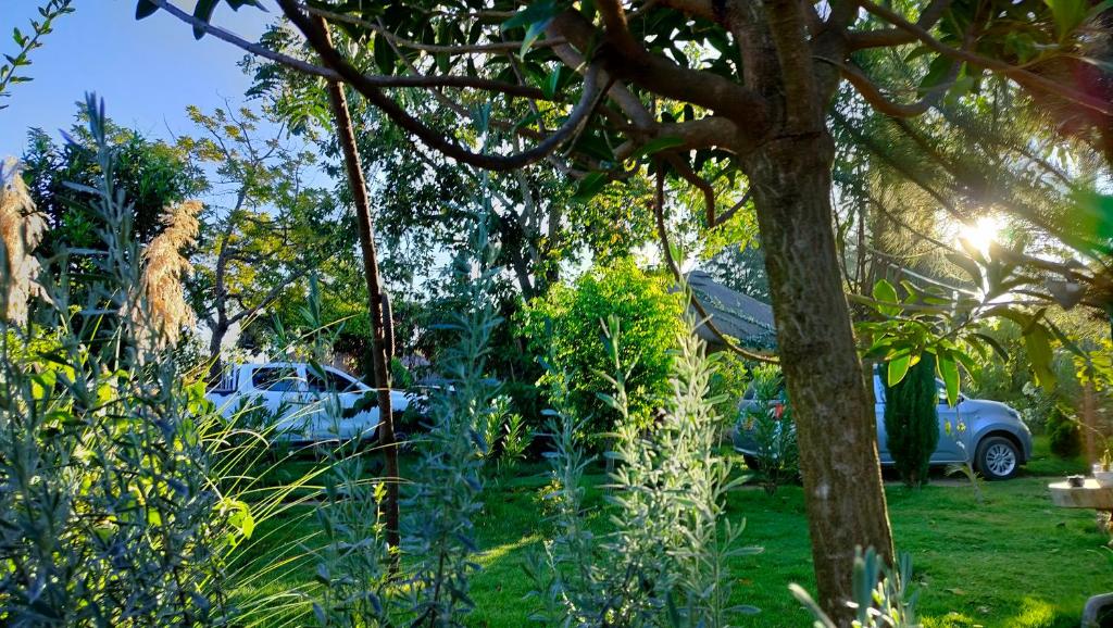 Podocarpus Cottages