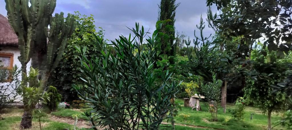 Podocarpus Cottages