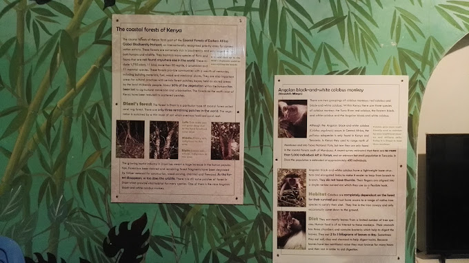 Colobus Conservation