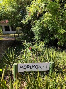 MORINGA HOUSE