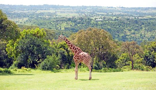 Aberdare National Park