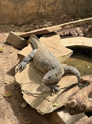 Watamu Snake Farm