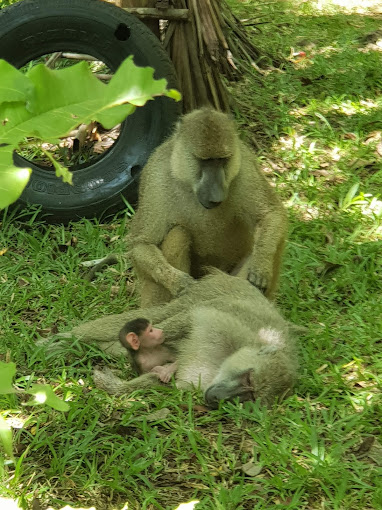 Colobus Conservation