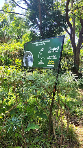 Colobus Conservation