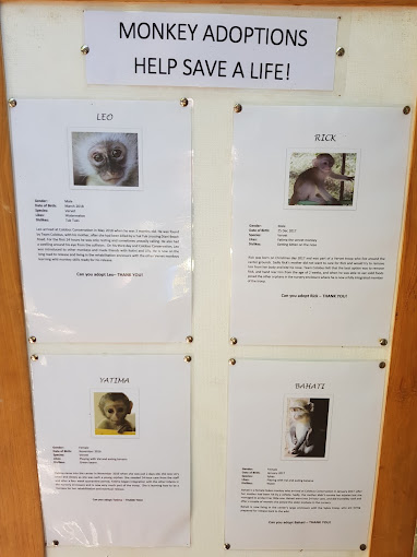 Colobus Conservation