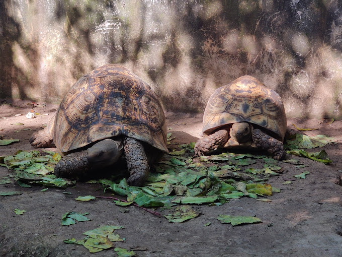 Watamu Snake Farm