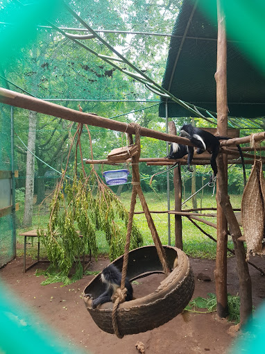 Colobus Conservation
