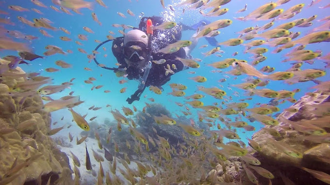 Ocean Tribe – 5 Star Scuba Diving Centre