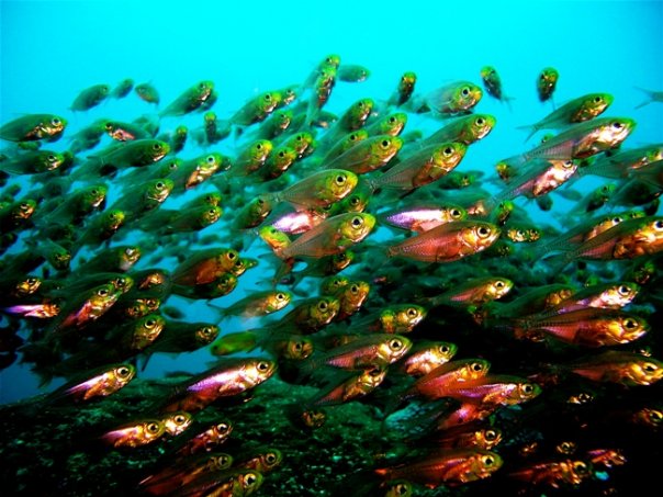 Watamu National Marine Park