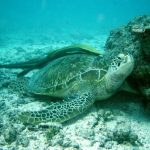 Watamu National Marine Park