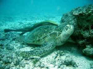 Watamu National Marine Park