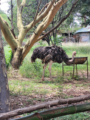 Nairobi Mamba Village