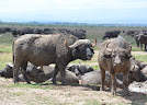 Ol Pejeta Conservancy