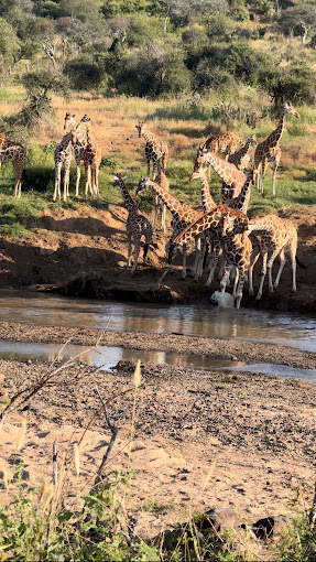 Laikipia Wilderness Camp