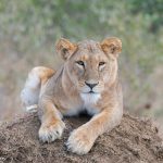 Mugie Wildlife Conservancy