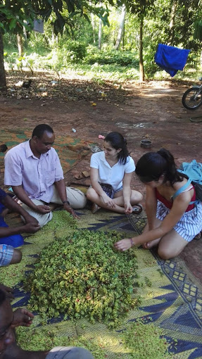 SISO SPICE FARM