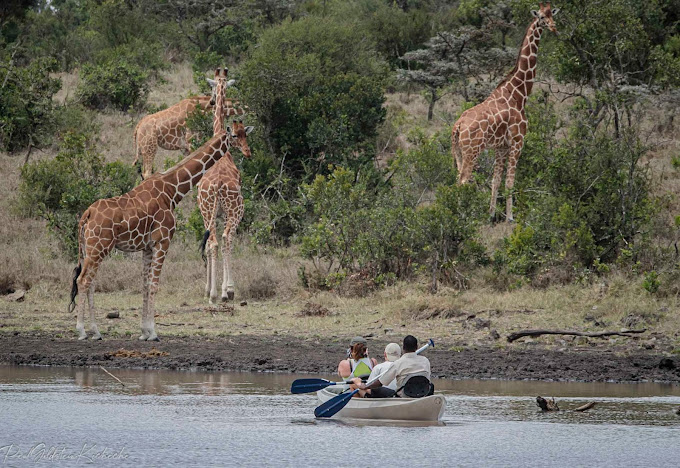 Kicheche Laikipia