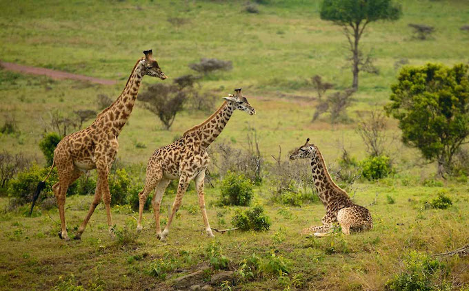 Arusha National Park
