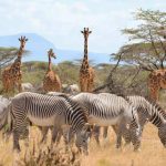 Shaba National Reserve