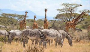 Shaba National Reserve