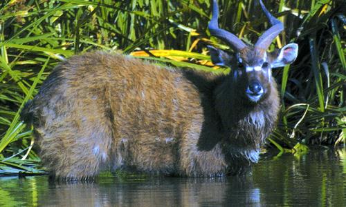 Saiwa Swamp National park