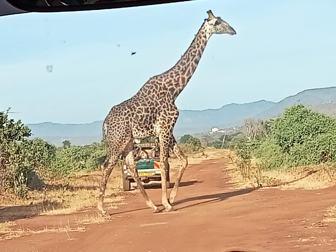 Ngutuni Wildlife Conservancy