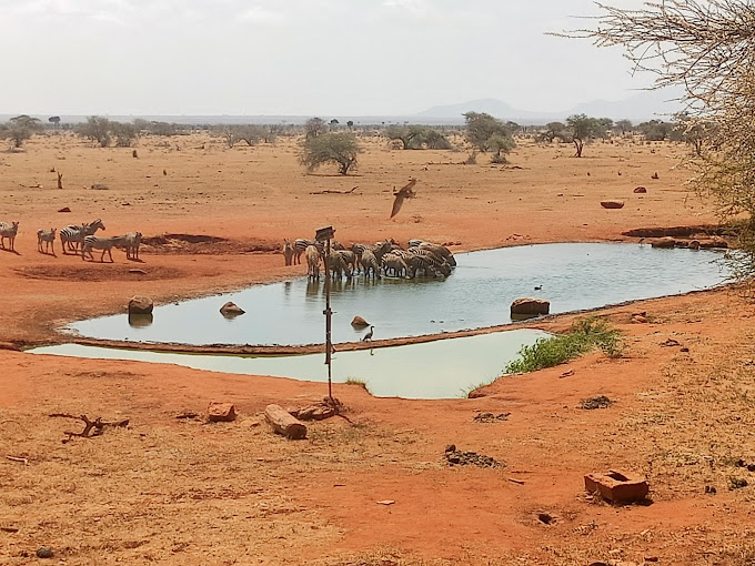 Ngutuni Wildlife Conservancy