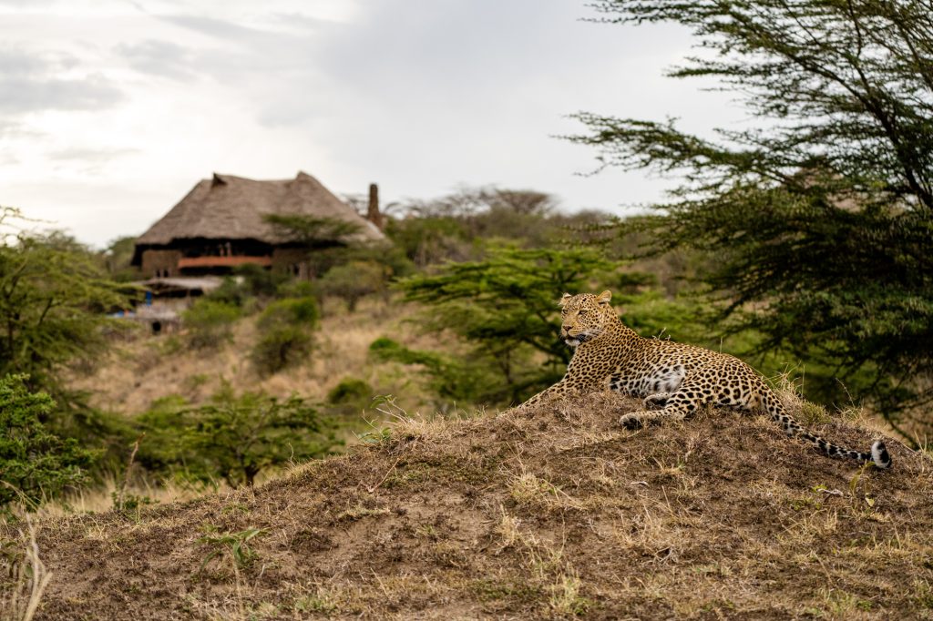 Amani Mara