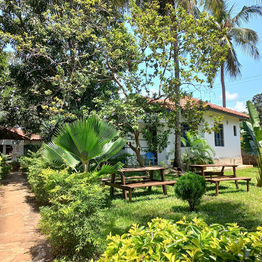Cycad Palm Diani