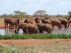 Ngutuni Wildlife Conservancy