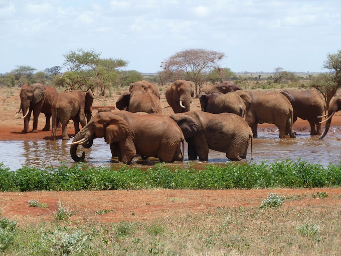 Ngutuni Wildlife Conservancy