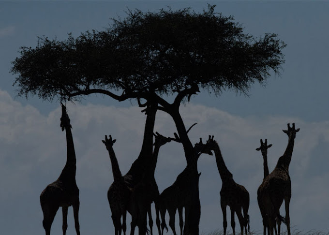 Lorian safari camp