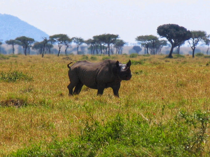 andBeyond Kichwa Tembo Tented Camp