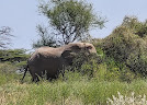 Buffalo Springs National Reserve
