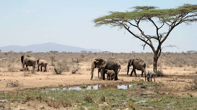 Shaba National Reserve