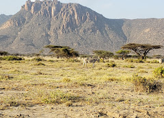 Shaba National Reserve