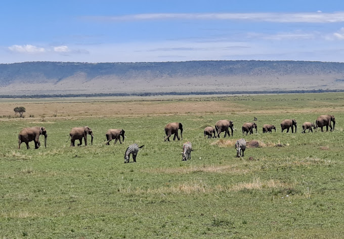Muringa. FARM